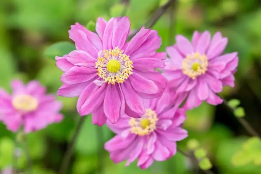 Anemone hybrida 'Pamina' (Japanse anemoon)
