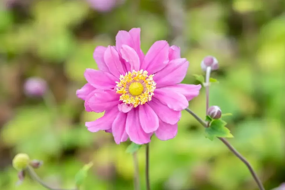 Anemone hybrida 'Pamina' (Japanse anemoon)