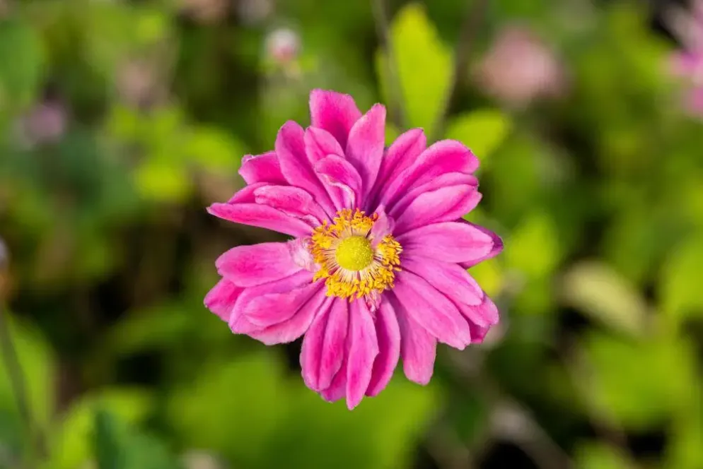 Anemone hybrida 'Pamina' (Japanse anemoon)