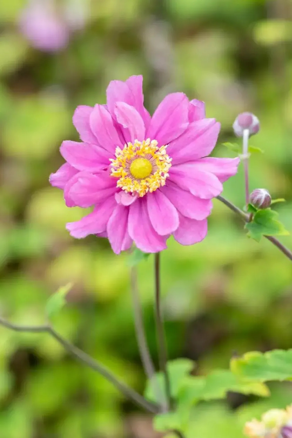 Anemone hybrida 'Pamina' (Japanse anemoon)