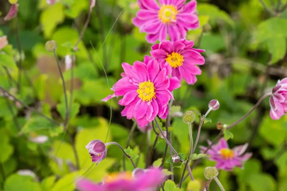 Anemone hybrida 'Pamina' (Japanse anemoon)