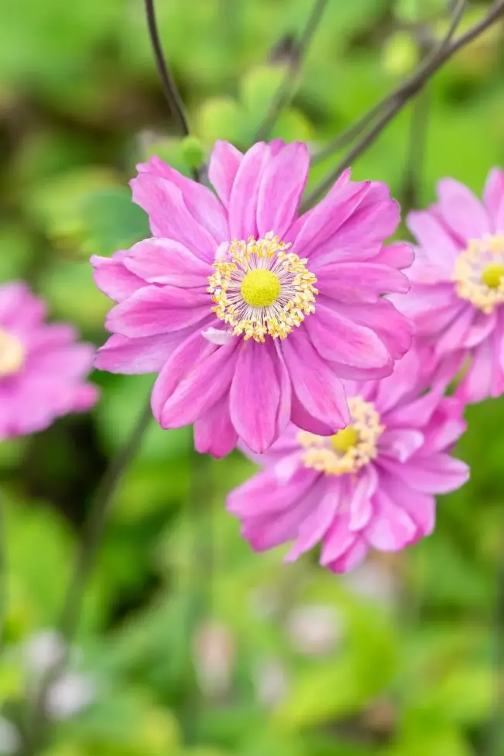 Anemone hybrida 'Pamina' (Japanse anemoon)