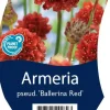 Armeria pseudarmeria 'Ballerina Red' (Engels gras)