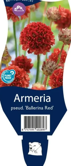 Armeria pseudarmeria 'Ballerina Red' (Engels gras)