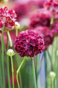 Armeria pseudarmeria 'Ballerina Red' (Engels gras)