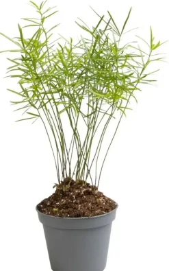 Asparagus densiflorus 'Sprengeri' (Sierasperge) 15cm