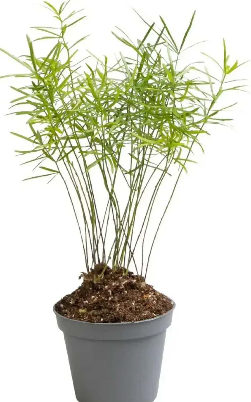 Asparagus densiflorus 'Sprengeri' (Sierasperge) 15cm