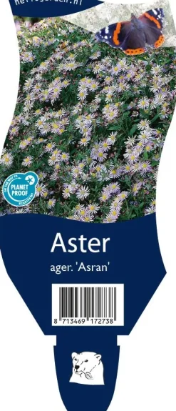 Aster ageratoides 'Asran' (Herfstaster)