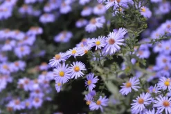 Aster (D) 'Prof.A.Kippenberg' (Herfstaster)
