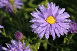 Aster (D) 'Prof.A.Kippenberg' (Herfstaster)