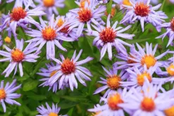 Aster (D) 'Prof.A.Kippenberg' (Herfstaster)