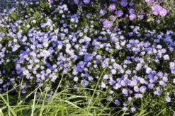 Aster (D) 'Prof.A.Kippenberg' (Herfstaster)