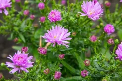 Aster (D) 'Prof.A.Kippenberg' (Herfstaster)