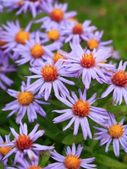Aster (D) 'Prof.A.Kippenberg' (Herfstaster)