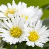 Aster ericoides 'Snowflurry' (Sluieraster)