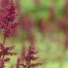 Astilbe (A) 'Fanal' (Spirea)