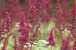 Astilbe (A) 'Fanal' (Spirea)