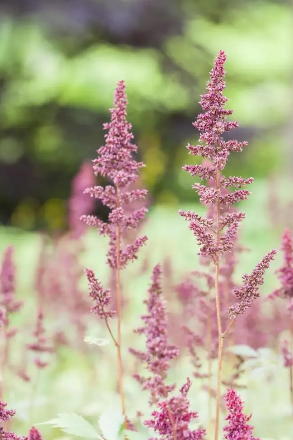 Astilbe (A) 'Fanal' (Spirea)
