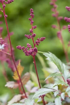 Astilbe (A) 'Fanal' (Spirea)