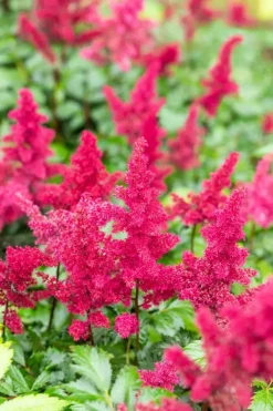 Astilbe (A) 'Fanal' (Spirea)