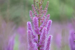 Astilbe chinensis 'Pumila' (Spirea)