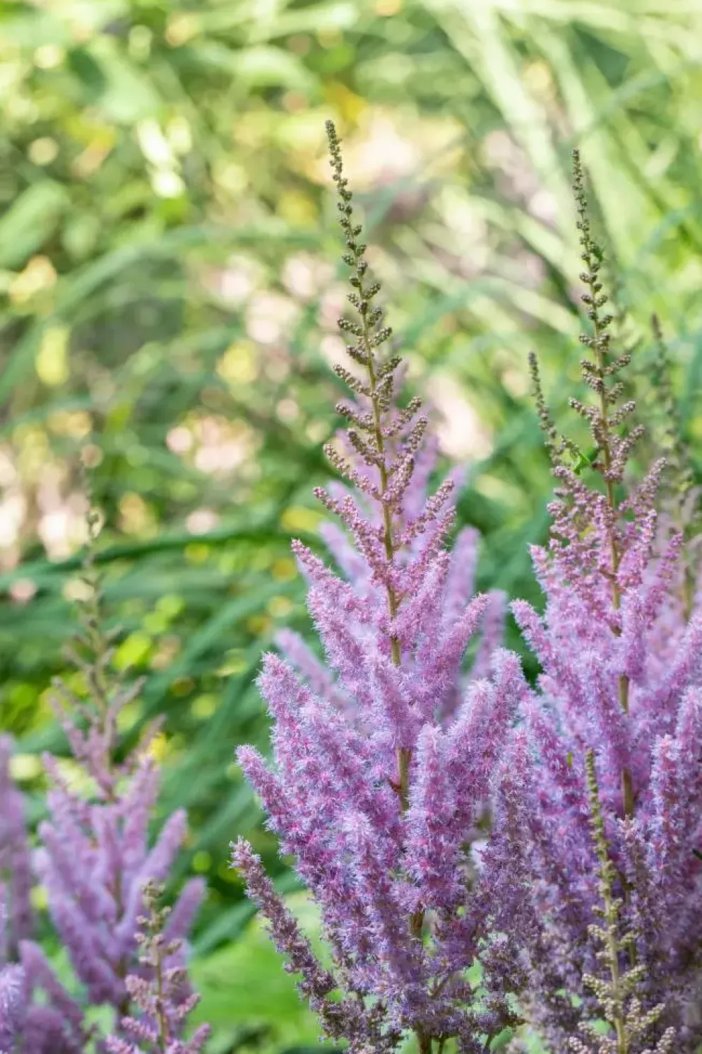 Astilbe chinensis 'Pumila' (Spirea)