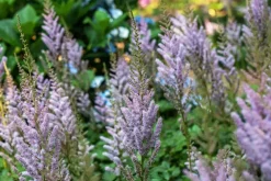 Astilbe chinensis 'Pumila' (Spirea)