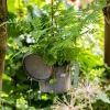 Athyrium felix-femina (Wijfjesvaren)