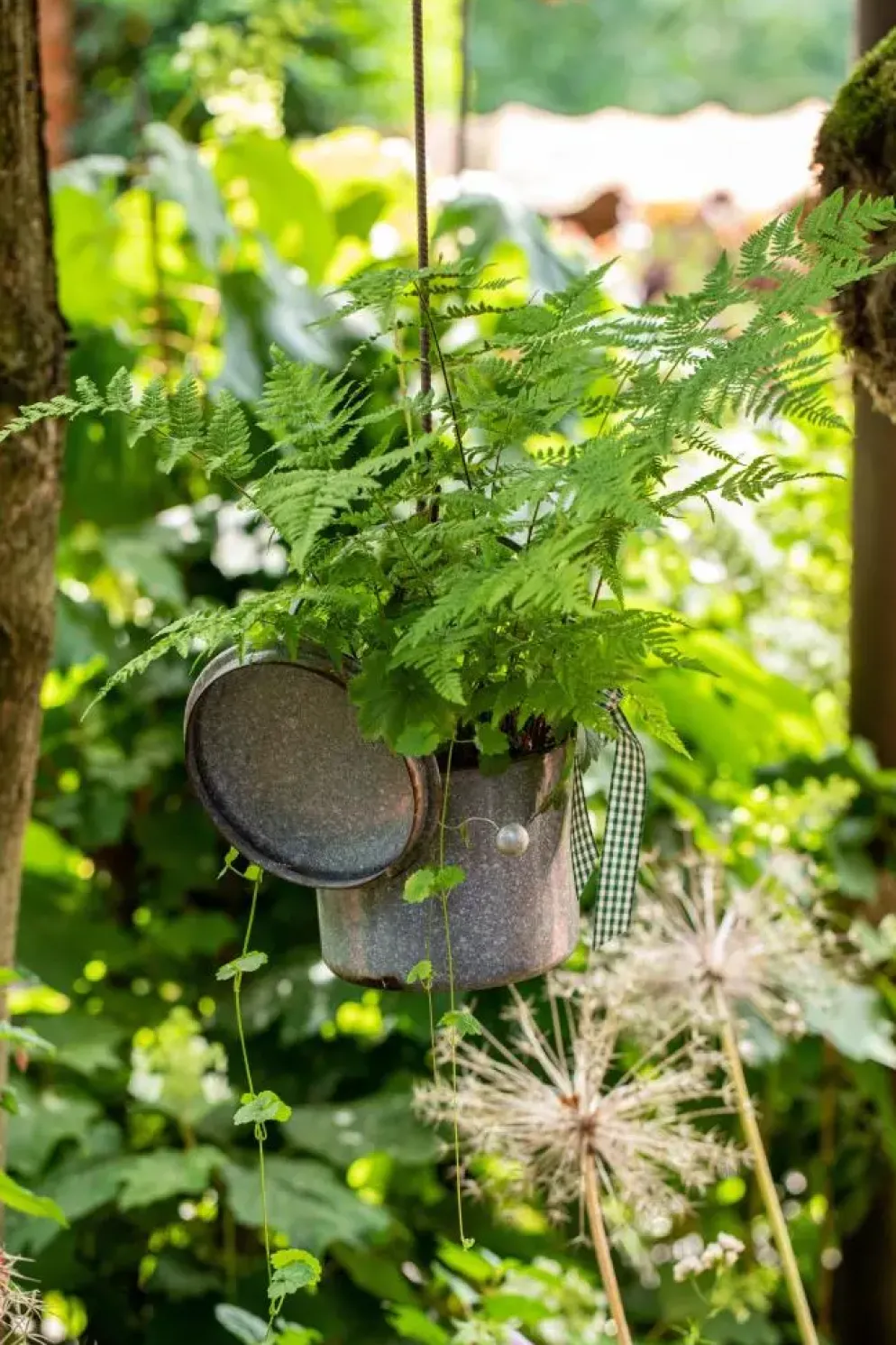 Athyrium felix-femina (Wijfjesvaren)