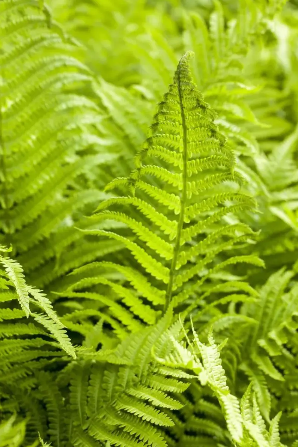 Athyrium felix-femina (Wijfjesvaren)