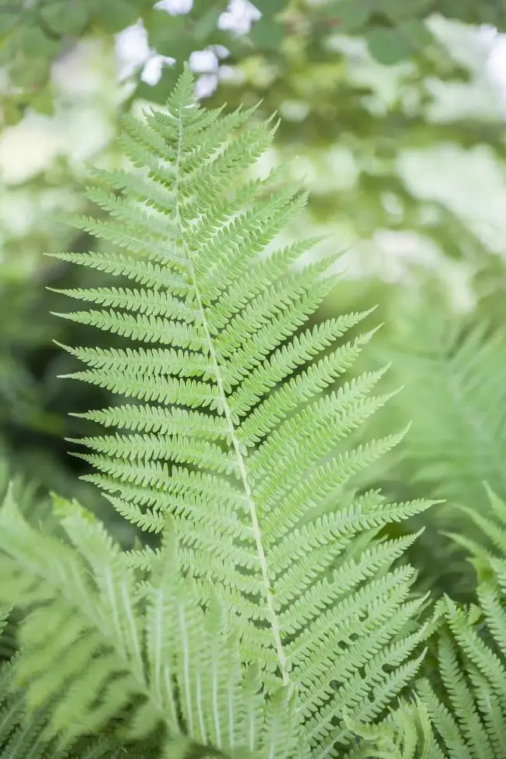 Athyrium felix-femina (Wijfjesvaren)