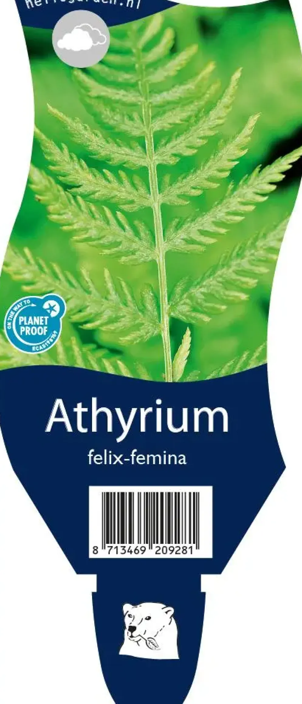 Athyrium felix-femina (Wijfjesvaren)