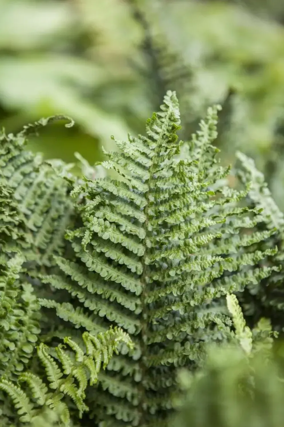 Athyrium felix-femina (Wijfjesvaren)
