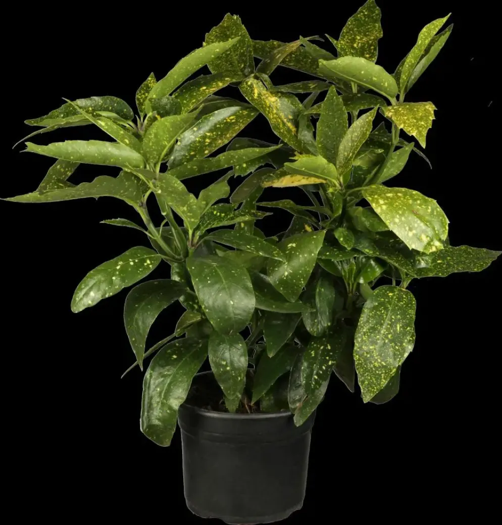 Aucuba japonica (Broodboom)