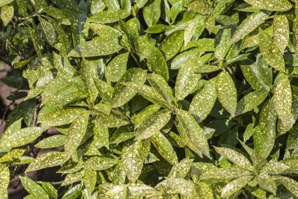 Aucuba japonica (Broodboom)