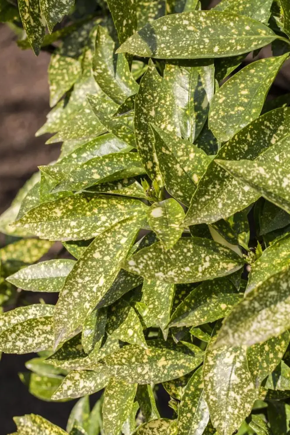 Aucuba japonica (Broodboom)