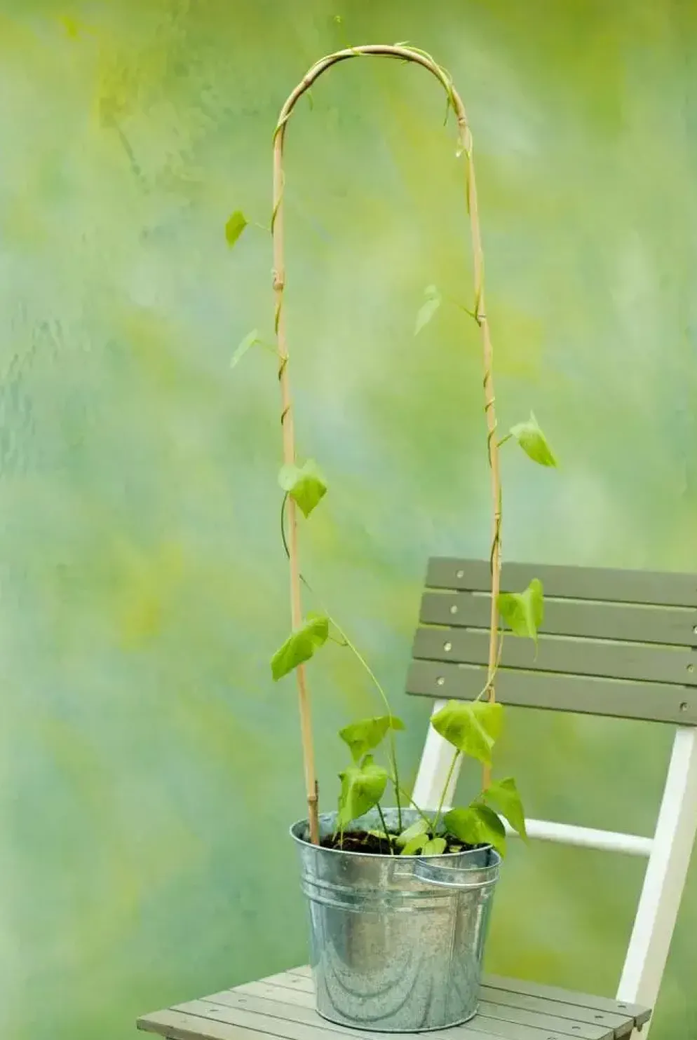 Bamboestok gebogen h150cm naturel