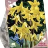 Bees & Butterflies - erythronium 7 stuks