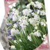 Bees & Butterflies - puschkinia libanotica 50 stuks