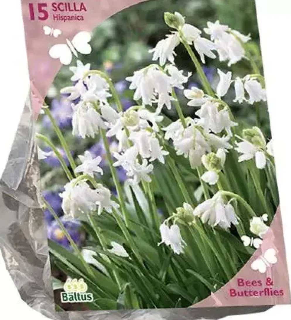 Bees & Butterflies - puschkinia libanotica 50 stuks