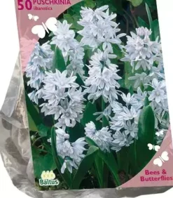 Bees & Butterflies - puschkinia libanotica 50 stuks
