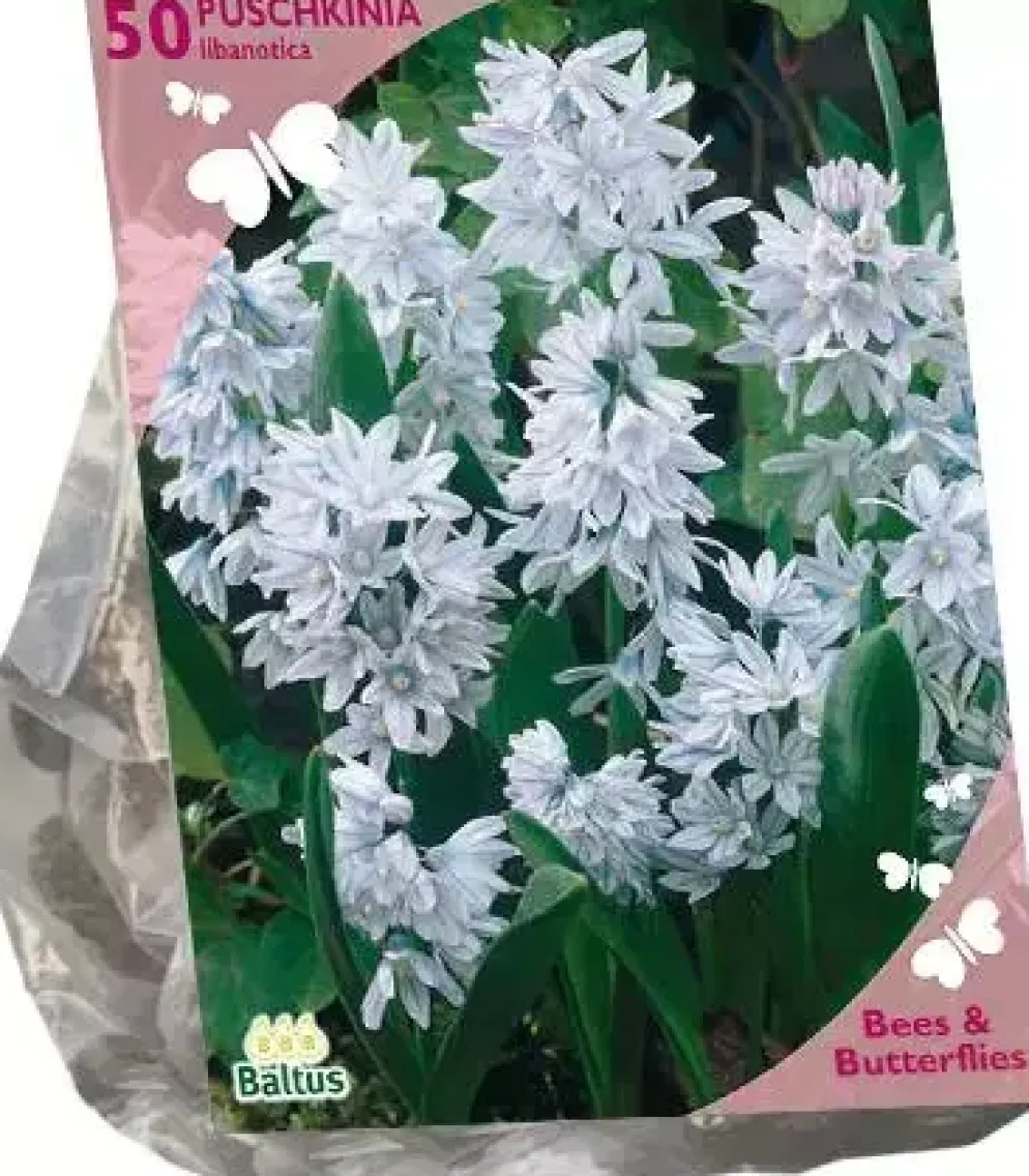 Bees & Butterflies - puschkinia libanotica 50 stuks