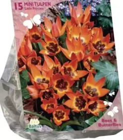 Bees & Butterflies - tulipa little princess 15 stuks