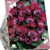 Bees & Butterflies - tulipa little beauty 25 stuks