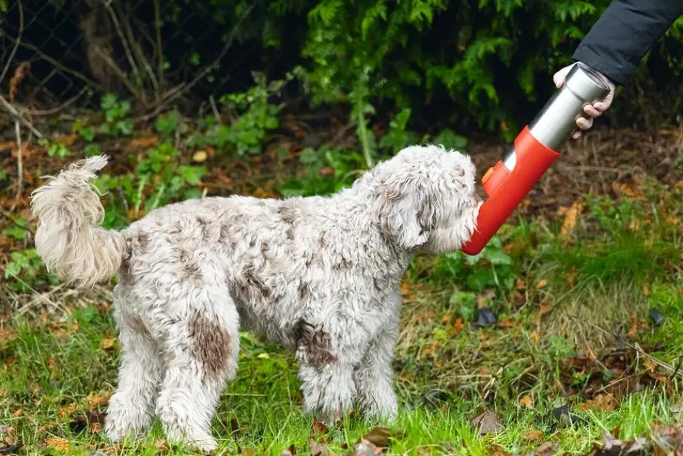 Beeztees drinkfles hond Loe plastic 532ml d7.5h26cm - 3 kleuren