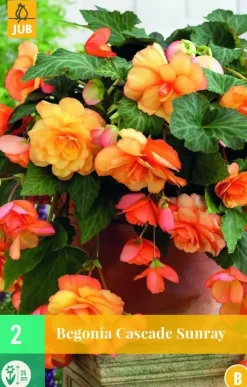 Begonia cascade sunray 2st