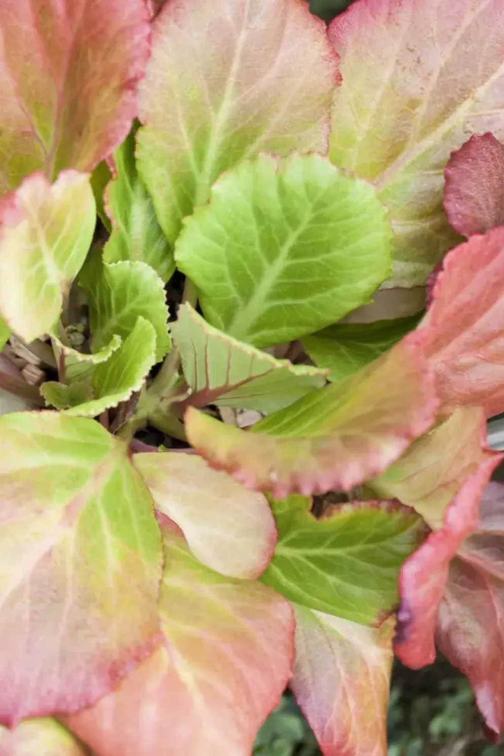 Bergenia cordifolia (Schoenlappersplant)