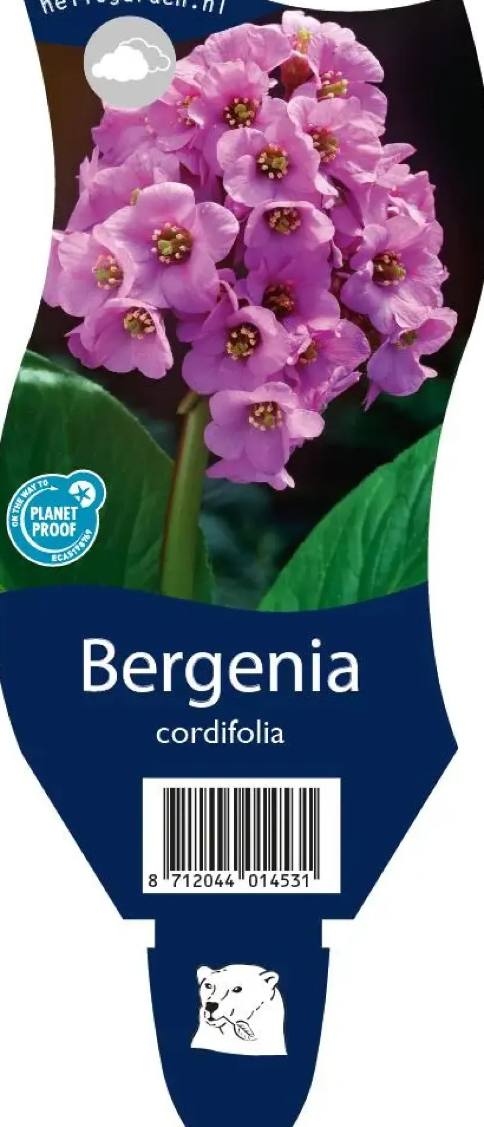 Bergenia cordifolia (Schoenlappersplant)