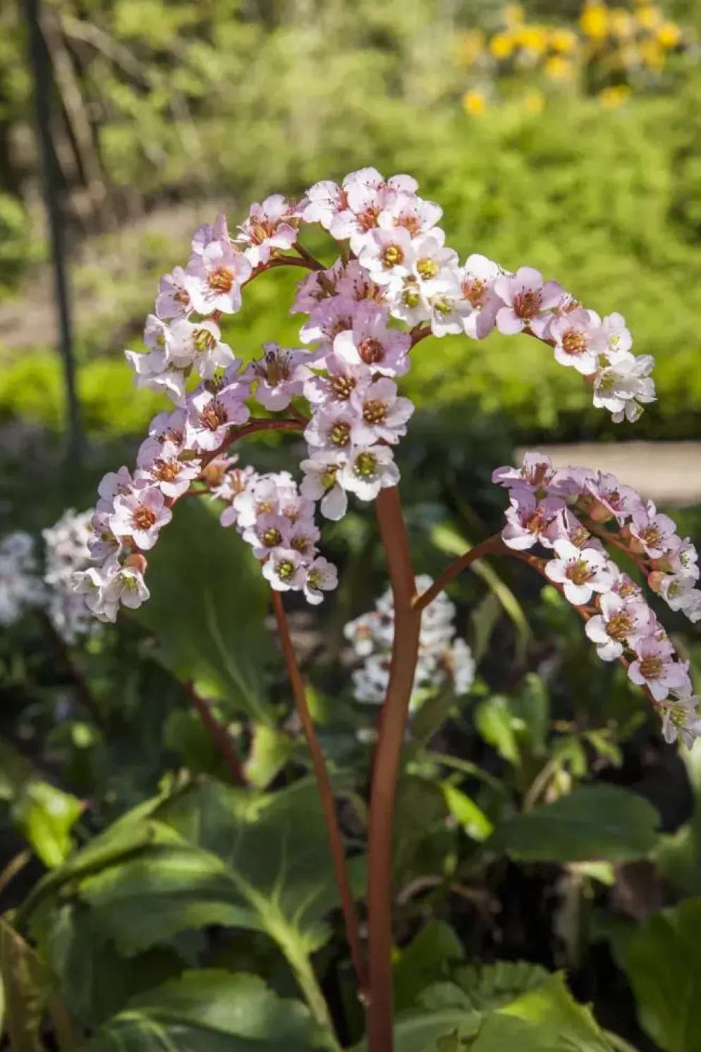 Bergenia cordifolia (Schoenlappersplant)