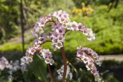 Bergenia cordifolia (Schoenlappersplant)